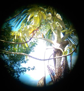 Macaw via binoculars
